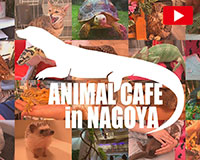 かわいい動物とふれあう　名古屋のアニマルカフェ紹介　ANIMAL CAFE in Nagoya